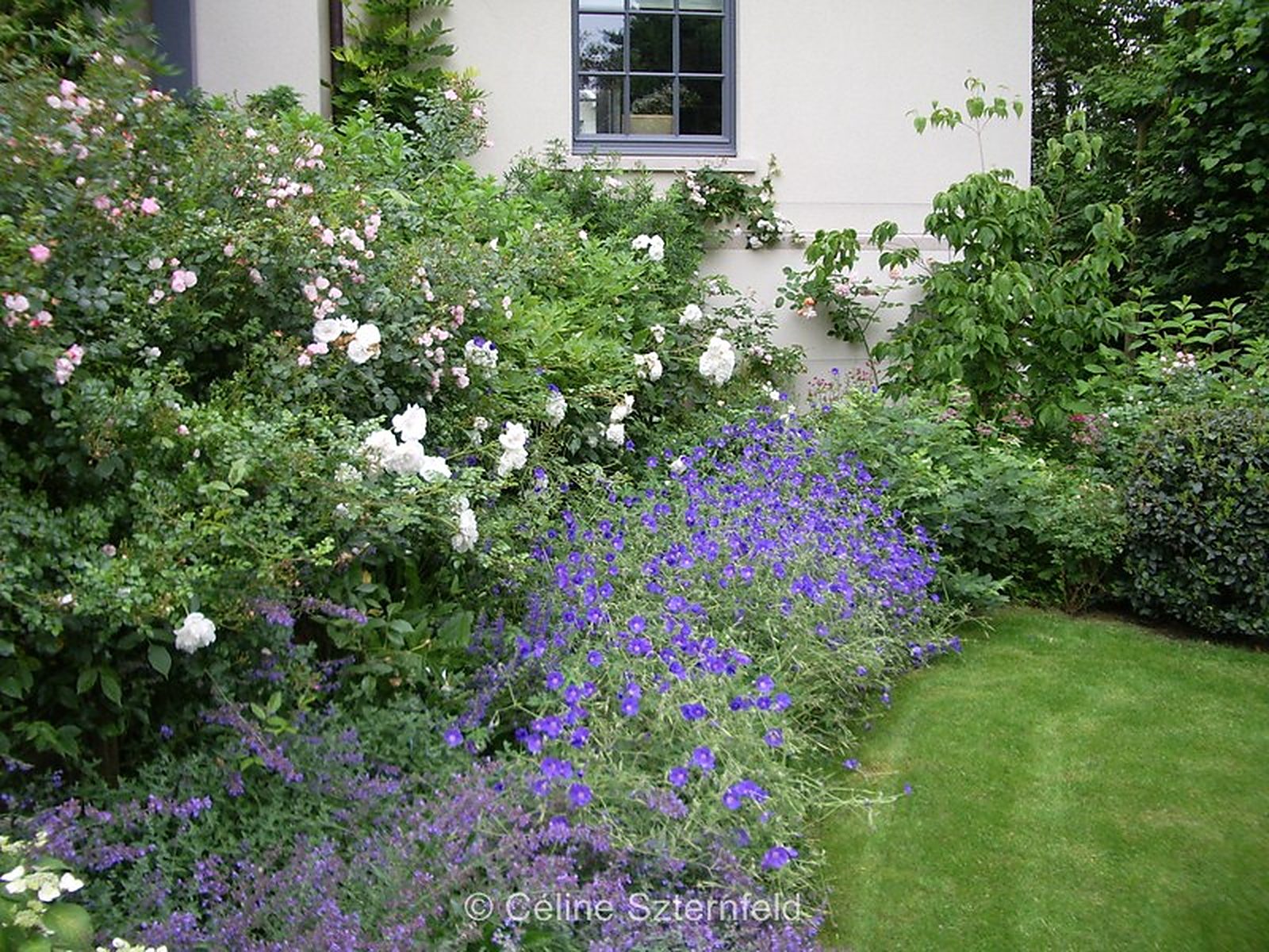 Fleurs blanches et lavande