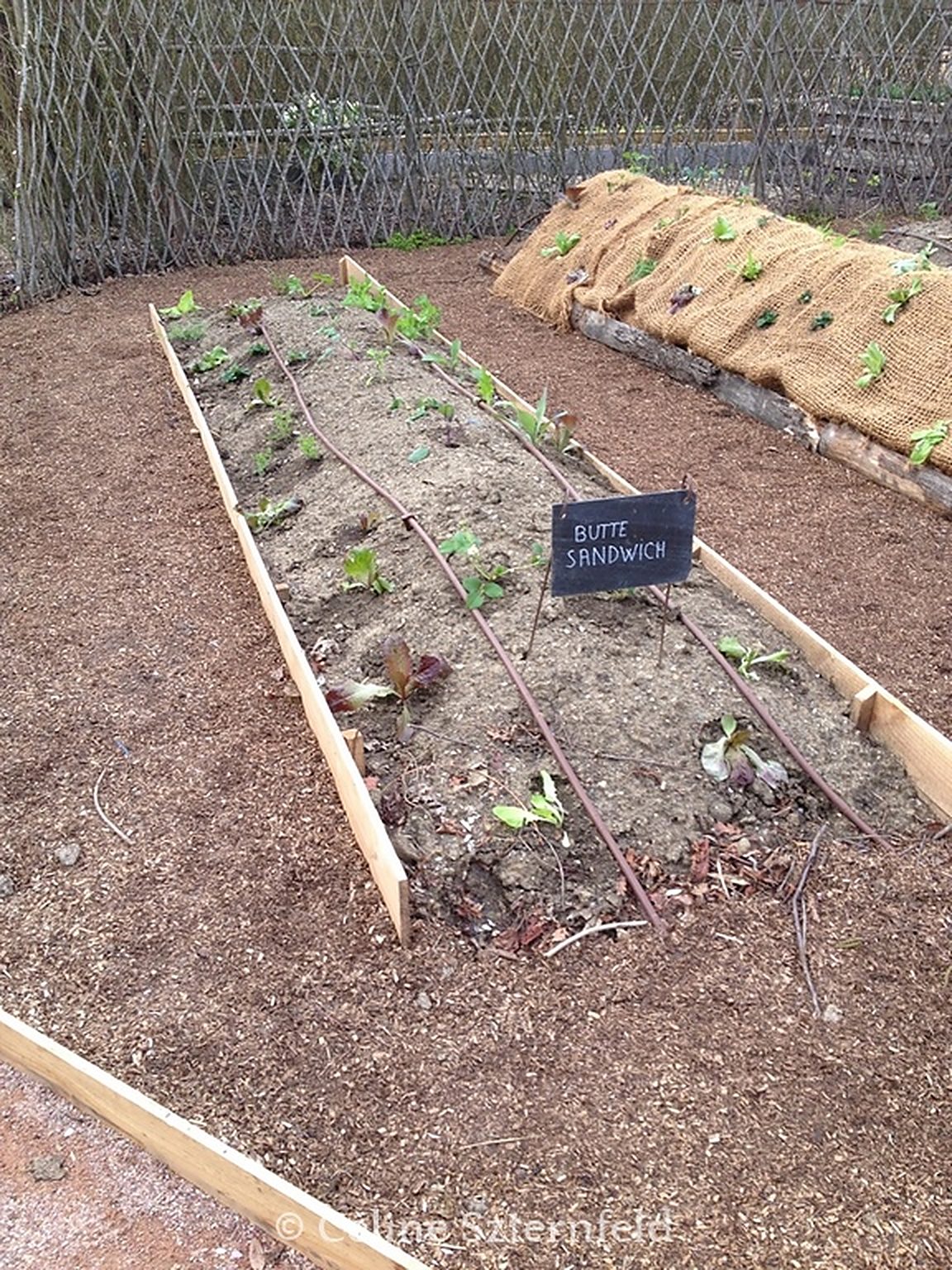 Planches de culture paillées